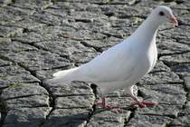 WEISSE TAUBE-MARKTPLATZ HAIGER
Sie haben in Stdten einen denkbar schlechten Ruf.....aber in der Bibel,in Mrchen und Liedtexten spielen sie eine groe Rolle....

Dieses bildschne weie Tubchen hatte ich am 23.11.22 auf dem Marktplatz HAIGER/Hessen direkt vor mir......