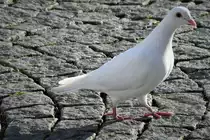 WEISSE TAUBE-MARKTPLATZ HAIGER
Sie haben in St�dten einen denkbar schlechten Ruf.....aber in der Bibel,in M�rchen und Liedtexten spielen sie eine gro�e Rolle....

Dieses bildsch�ne wei�e T�ubchen hatte ich am 23.11.22 auf dem Marktplatz HAIGER/Hessen direkt vor mir......
