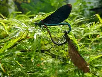 Zwei Blaufl�gel-Prachtlibellen, bzw. mal kurz verbunden; 200726  