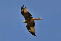 Rotmilan kreist ber einem Acker bei Euskirchen - 16.06.2022