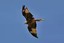 Rotmilan kreist �ber einem Acker bei Euskirchen - 16.06.2022