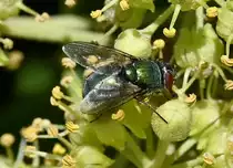 Schmei�fliege (Goldfliege) im Garten - 09.10.2022