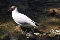 Lachm�we im Sommerkleid an der Akerselva (OSLO/Norwegen, 01.06.2018)