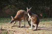 K�ngurus im Zoologisch-Botanischen Garten Wilhelma (STUTTGART/Deutschland, 20.10.2018)