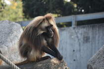Blutbrustpavian im Zoologisch-Botanischen Garten Wilhelma (STUTTGART/Deutschland, 20.10.2018)