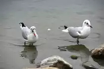 Lachm�wen am Bodensee (RADOLFZELL am Bodensee, Landkreis Konstanz, 23.10.2018)