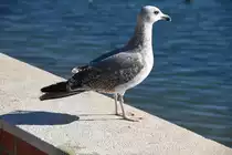 Silberm�we im Jugendkleid (OLH�O, Distrikt Faro/Portugal, 25.01.2019)