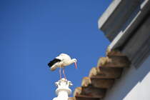 Storch auf der Kapelle Nossa Senhora da Soledade (OLHO, Distrikt Faro/Portugal, 25.01.2019)