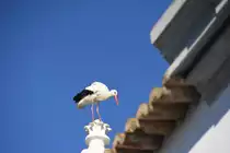 Storch auf der Kapelle Nossa Senhora da Soledade (OLH�O, Distrikt Faro/Portugal, 25.01.2019)