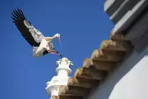 Storch beim Anflug auf das Dach der Kapelle Nossa Senhora da Soledade (OLH�O, Distrikt Faro/Portugal, 25.01.2019)