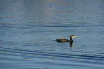 Kormoran im Hafenbecken von Fuseta (MONCARAPACHO e FUSETA, Distrikt Faro/Portugal, 05.02.2019)