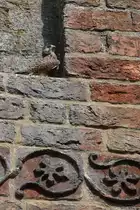 Turmfalke im Gem�uer des Klosters Chorin (CHORIN, Landkreis Barnim/Deutschland, 20.06.2019)