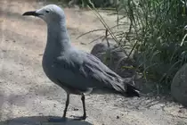 Graum�we im Tierpark Berlin (BERLIN/Deutschland, 21.06.2019)
