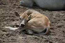Jungrind einer mir unbekannten Art im Tierpark Berlin (BERLIN/Deutschland, 21.06.2019)
