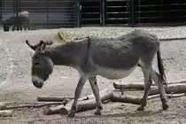 Grauesel im Tierpark Berlin (BERLIN/Deutschland, 21.06.2019)