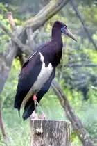 Abdim- oder Regenstorch; afrikanischer Verwandter von Wei�- und Schwarzstorch im Tierpark Berlin (BERLIN/Deutschland, 21.06.2019)