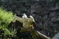 G�nsegeier im Tierpark Berlin (BERLIN/Deutschland, 21.06.2019)