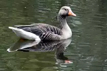 Graugans im Kiwittsmoorpark in Hamburg-Langenhorn (HAMBURG/Deutschland, 17.07.2019)