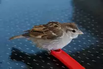 Jungspatz auf Balkontisch, kurz nachdem er gegen die Scheibe des Balkonfensters geflogen war; kurze Zeit sp�ter war er gl�cklicherweise wieder so fit, dass er weiterfliegen konnte (S�O MARTINHO DO PORTO, Distrikt Leiria/Portugal, 24.08.2019)