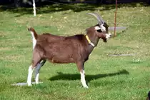 Bunte Deutsche Edelziege ♂️ im Britzer Park in Berlin-Britz (BERLIN/Deutschland, 13.10.2019)