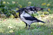 Raben- bzw. Aaskr�he auf der Halbinsel Stralau im Ortsteil Friedrichshain (BERLIN/Deutschland, 14.10.2019)