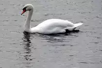 adulter H�ckerschwan auf dem Wei�en See im Ortsteil Wei�ensee (BERLIN/Deutschland, 17.10.2019)