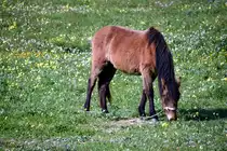 mir unbekannte Pferderasse (OLH�O, Distrikt Faro/Portugal, 09.02.2020)