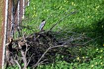 eine nur auf der Iberischen Halbinsel und in Ostasien beheimatete Blauelster (OLHO, Distrikt Faro/Portugal, 09.02.2020)