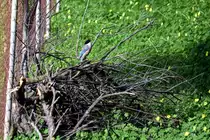 eine nur auf der Iberischen Halbinsel und in Ostasien beheimatete Blauelster (OLH�O, Distrikt Faro/Portugal, 09.02.2020)