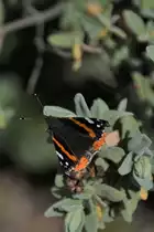 ein Admiral genannter Schmetterling auf dem 411 m hohen Cerro de S�o Miguel  (MONCARAPACHO e FUSETA, Distrikt Faro/Portugal, 21.02.2020)