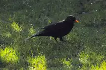 Schwarzdrossel ♂️ im Garten (RHEINE, Kreis Steinfurt/Deutschland, 16.04.2020)