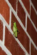 Gr�nes Heupferd neben Lampe an der Hausmauer (RHEINE, Kreis Steinfurt/Deutschland, 30.07.2020)