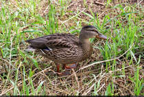 Diese Stockente kam vom Saaleufer bei Halle-Wrmlitz auf den Fotografen zu. Vielleicht war sie auf Nahrungssuche...

🕓 21.8.2022 | 10:51 Uhr