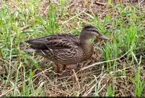 Diese Stockente kam vom Saaleufer bei Halle-W�rmlitz auf den Fotografen zu. Vielleicht war sie auf Nahrungssuche...

🕓 21.8.2022 | 10:51 Uhr