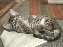 Unser Kater  Whisky  - 12.06.2007