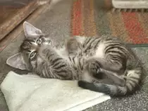 Unser Kater  Whisky  - 12.06.2007