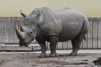 Breitmaulnashorn im Allwetterzoo (M�NSTER/Deutschland, 25.08.2020)