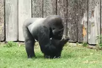 Gorilla-Silberr�cken im Allwetterzoo (M�NSTER/Deutschland, 25.08.2020)