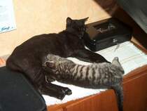 Unser Kater  Whisky  bedient sich in jeder Lebenslage - 21.06.2007