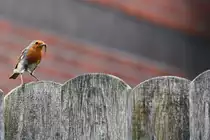 Rotkehlchen auf Gartenzaun mit dickem Fang (RHEINE, Kreis Steinfurt/Deutschland, 09.05.2021)