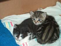 Unsere Katzenkinder  Susi  und  Momo  - 13.04.2007