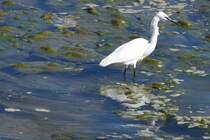 Seidenreiher bei der Nahrungssuche in der Ria Formosa (FARO, Distrikt Faro/Portugal, 21.02.2022)