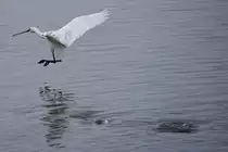 L�ffler bei der Landung am Ludo-Trail in der Ria Formosa (ALMANCIL, Distrikt Faro/Portugal, 25.02.2022)