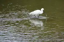 L�ffler am Ludo-Trail in der Ria Formosa bei der Futtersuche (ALMANCIL, Distrikt Faro/Portugal, 25.02.2022)