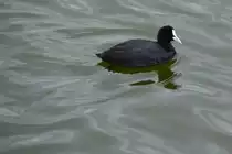 Bl�sshuhn am Ludo-Trail in der Ria Formosa (ALMANCIL, Distrikt Faro/Portugal, 25.02.2022)