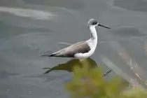 junger Stelzenl�ufer am Ludo-Trail in der Ria Formosa (ALMANCIL, Distrikt Faro/Portugal, 25.02.2022)