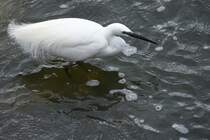 Seidenreiher am Ludo-Trail in der Ria Formosa bei der Jagd (ALMANCIL, Distrikt Faro/Portugal, 25.02.2022)