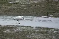 L�ffler am Ludo-Trail in der Ria Formosa bei der Futtersuche (ALMANCIL, Distrikt Faro/Portugal, 25.02.2022)