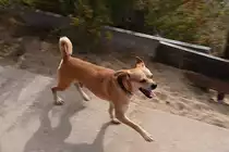 mir unbekannte Hundeart bei der Begleitung der Inselbahn auf der Ilha de Tavira (SANTA LUZIA, Distrikt Faro/Portugal, 01.03.2022)