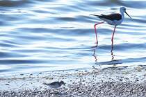 Stelzenlufer in der Ria Formosa (OLHO, Distrikt Faro/Portugal, 10.03.2022)